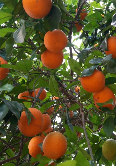 naranjas setefilla fruit
